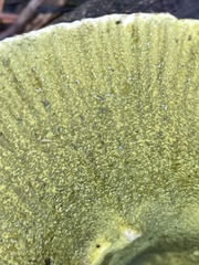 Hypomyces luteovirens