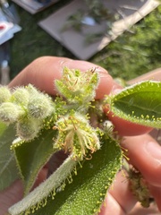 Croton ciliatoglandulifer