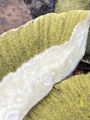 Hypomyces luteovirens