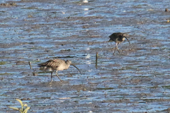 Numenius madagascariensis