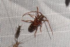 Eupogonius tomentosus