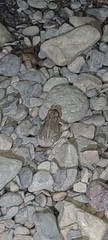 Anaxyrus americanus charlesmithi