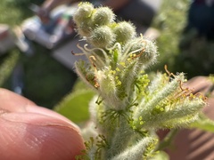 Croton ciliatoglandulifer