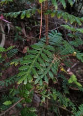 Weinmannia trichosperma