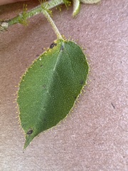 Croton ciliatoglandulifer