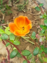 Portulaca umbraticola