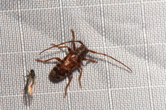 Eupogonius tomentosus