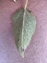 Croton ciliatoglandulifer