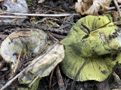 Hypomyces luteovirens