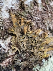 Pseudocyphellaria