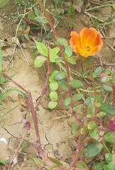Portulaca umbraticola