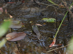 Lithobates septentrionalis