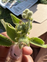 Croton ciliatoglandulifer