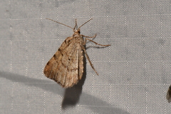 Macaria minorata