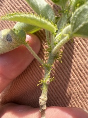 Croton ciliatoglandulifer
