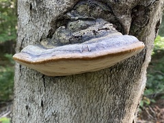 Phellinus nigricans