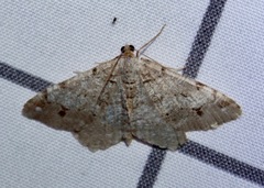 Macaria pinistrobata