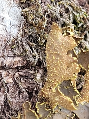 Pseudocyphellaria