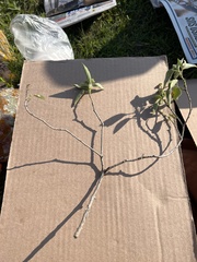 Croton ciliatoglandulifer