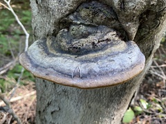 Phellinus nigricans