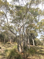 Eucalyptus pulchella