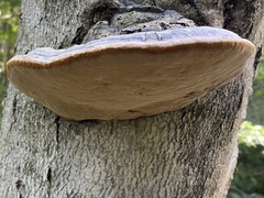 Phellinus nigricans