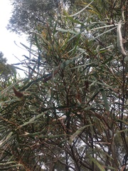 Eucalyptus pulchella