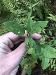 Amelanchier obovalis