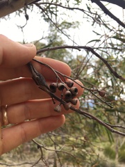 Eucalyptus pulchella