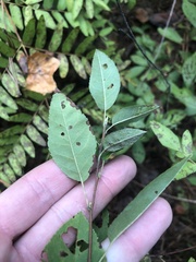 Amelanchier obovalis