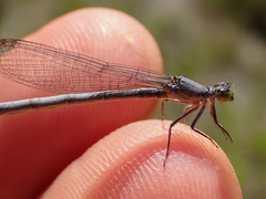 Ischnura perparva
