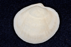 Anodontia
