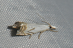 Crambus albellus