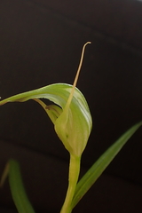 Pterostylis agathicola