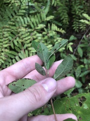 Amelanchier obovalis