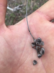 Eucalyptus pulchella