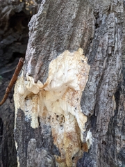 Neoantrodia serialis