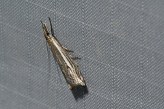 Raphiptera argillaceellus