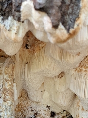 Neoantrodia serialis