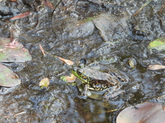 Lithobates septentrionalis