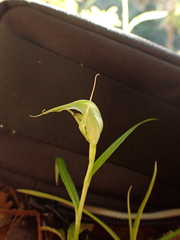 Pterostylis agathicola