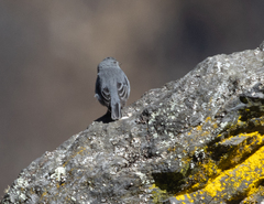 Geospizopsis unicolor