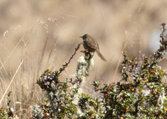 Asthenes maculicauda