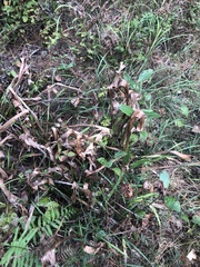 Sarracenia flava