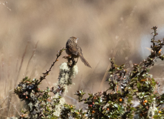 Asthenes maculicauda