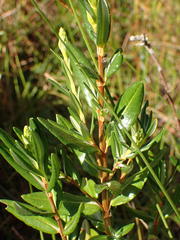 Kalmia microphylla