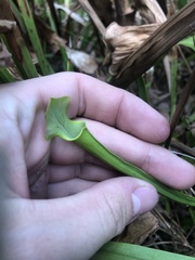 Sarracenia flava