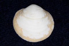 Anodontia