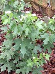 Cnidoscolus angustidens