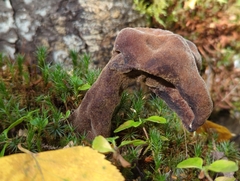 Gyromitra